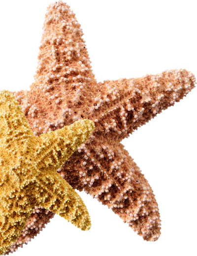 Starfish