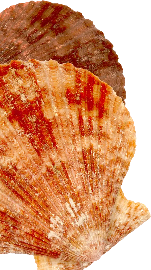 Sea Shell