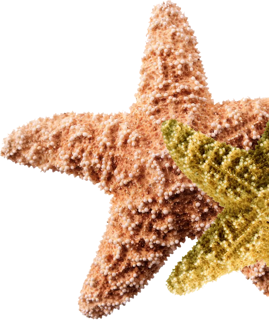 Starfish